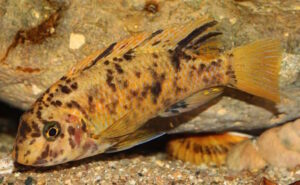 Labeotropheus fuelleborni 'Chimwalani Reef'